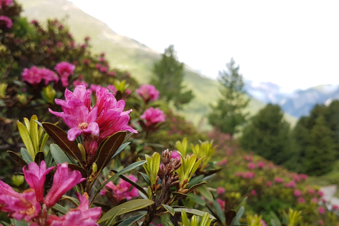 Alpenrosen Alpenrosen