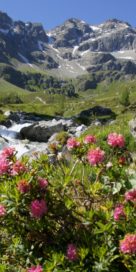 Bergbach im Val Tuors Bergsommer Bergbach