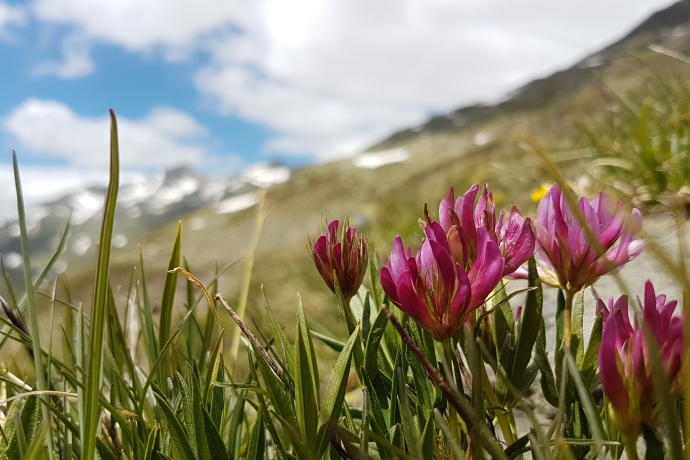 Blume
